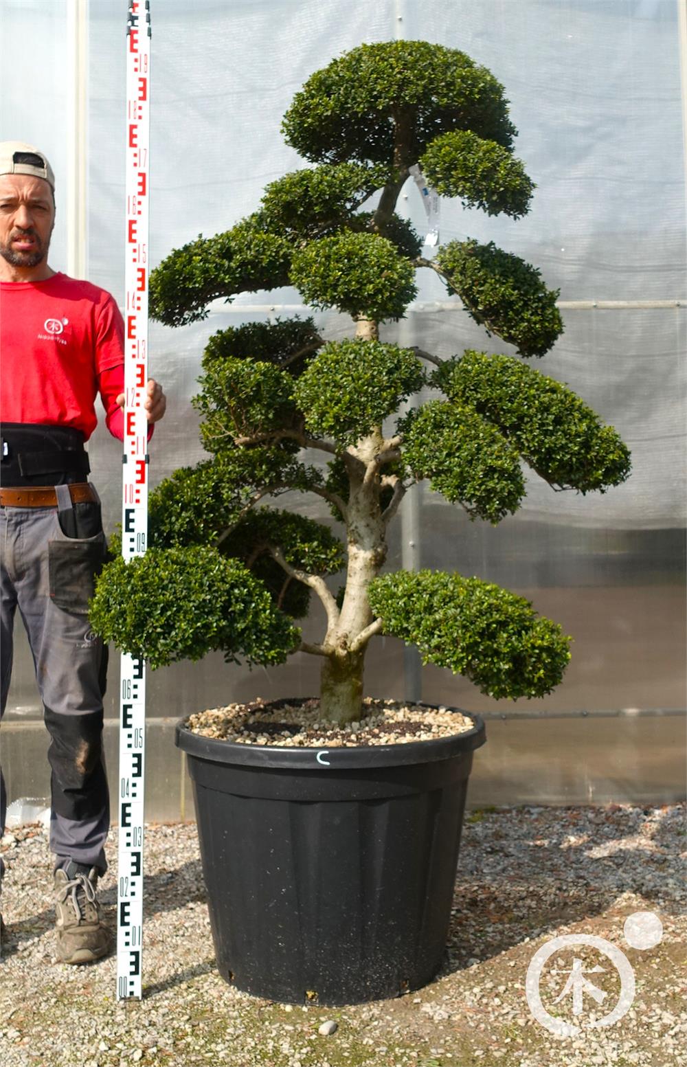 Ilex crenata Kinme' Bonsai