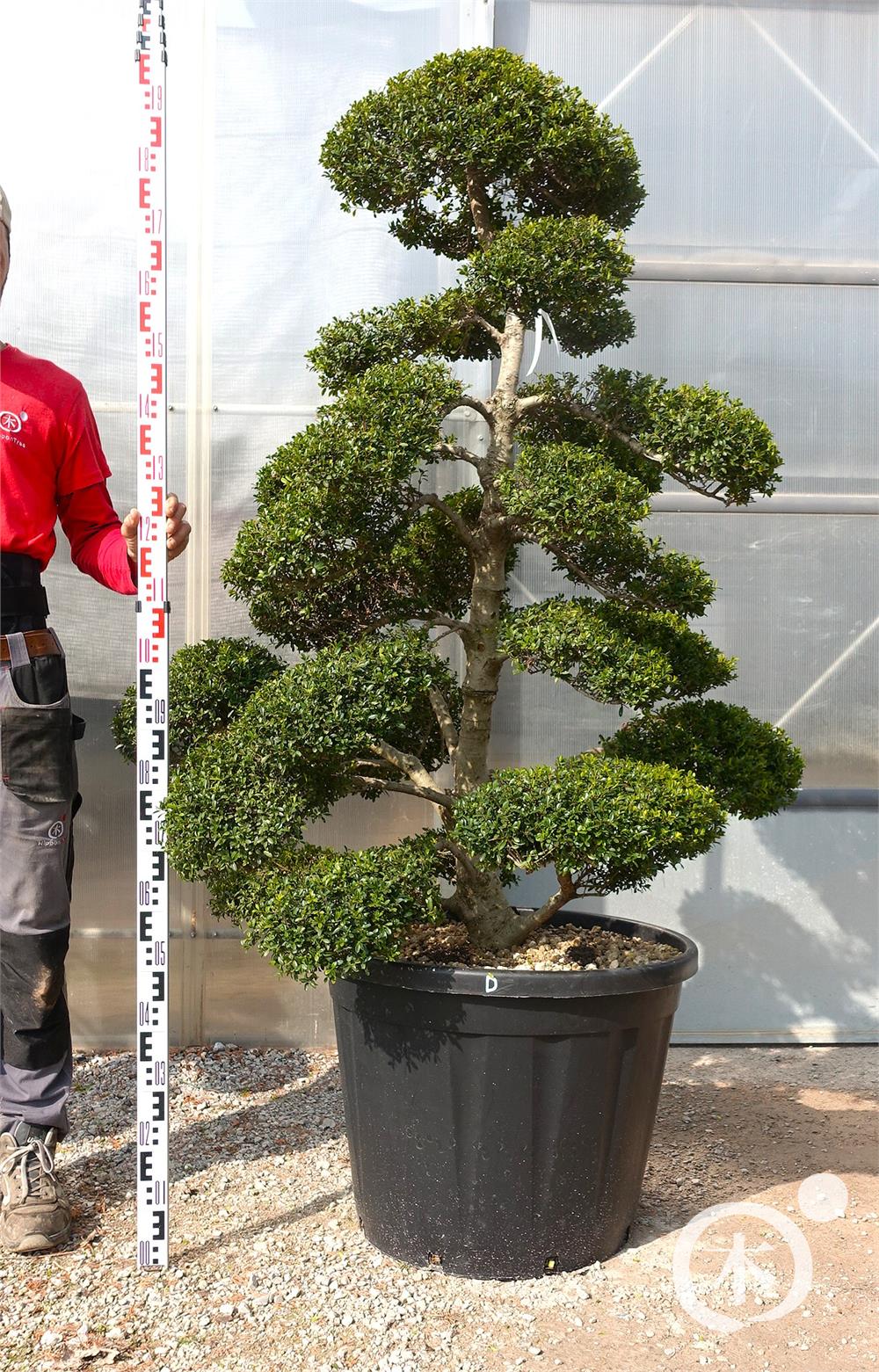 Ilex crenata Kinme' Bonsai