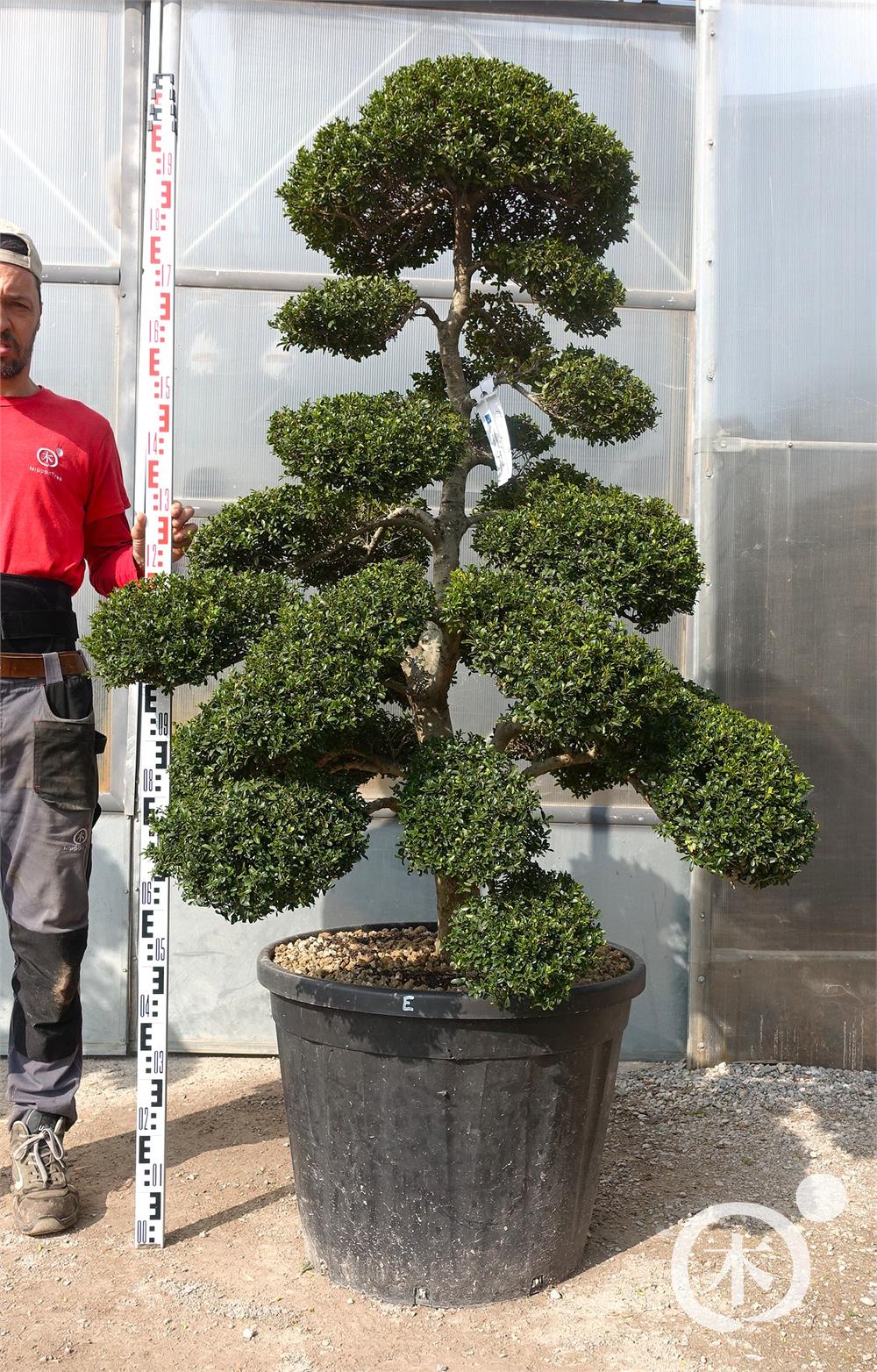 Ilex crenata Kinme' Bonsai