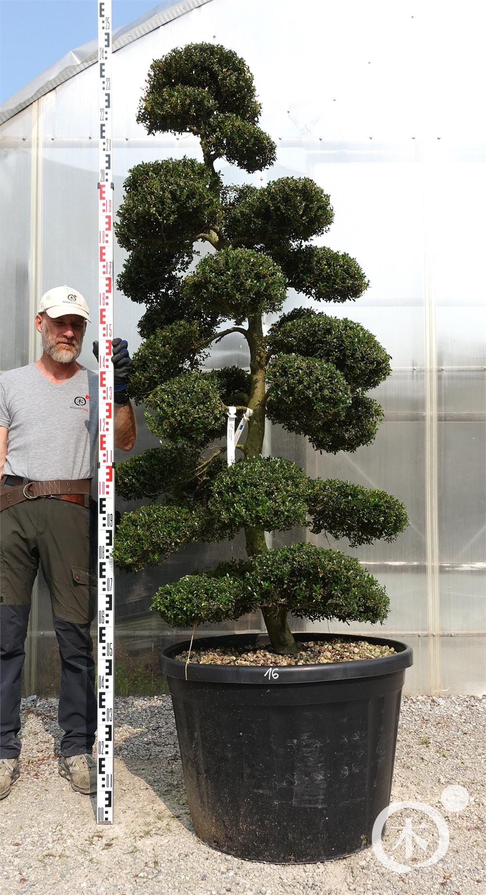 Ilex crenata Kinme' Bonsai