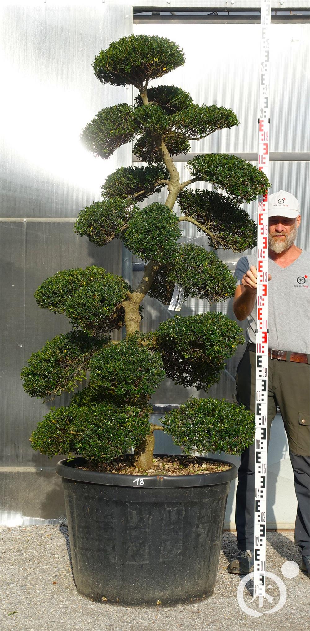 Ilex crenata Kinme' Bonsai