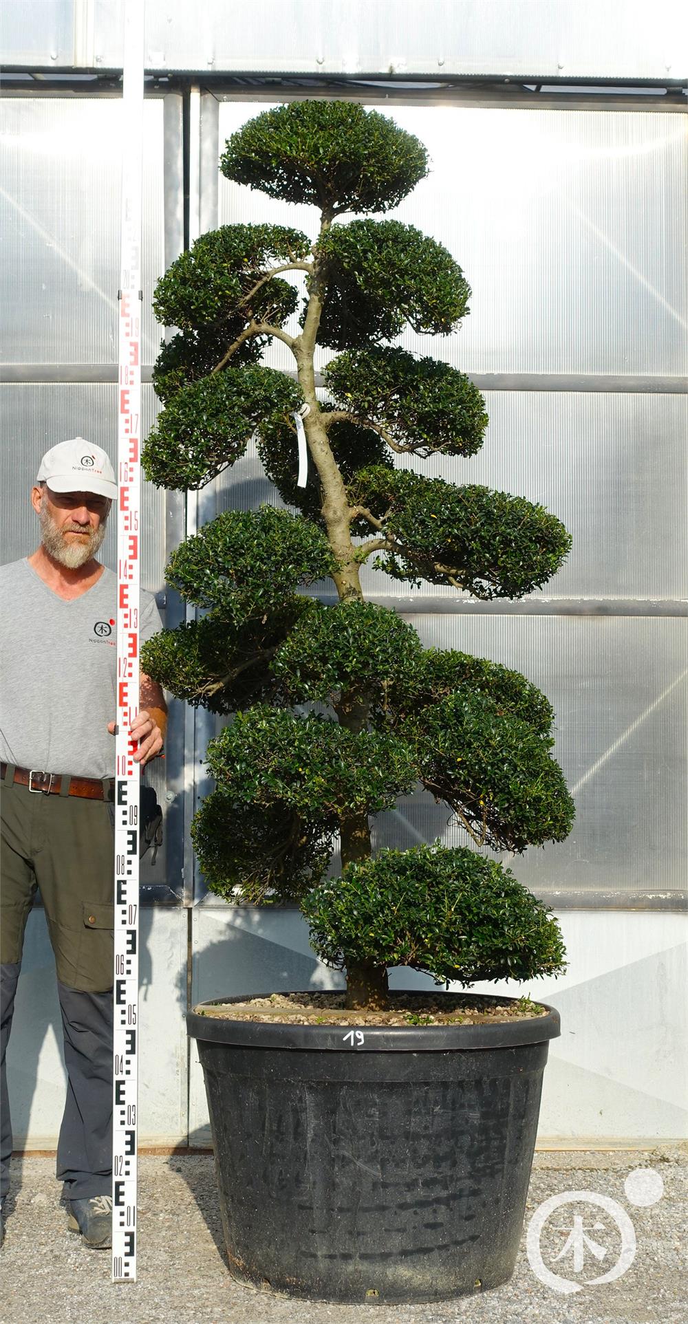 Ilex crenata Kinme' Bonsai