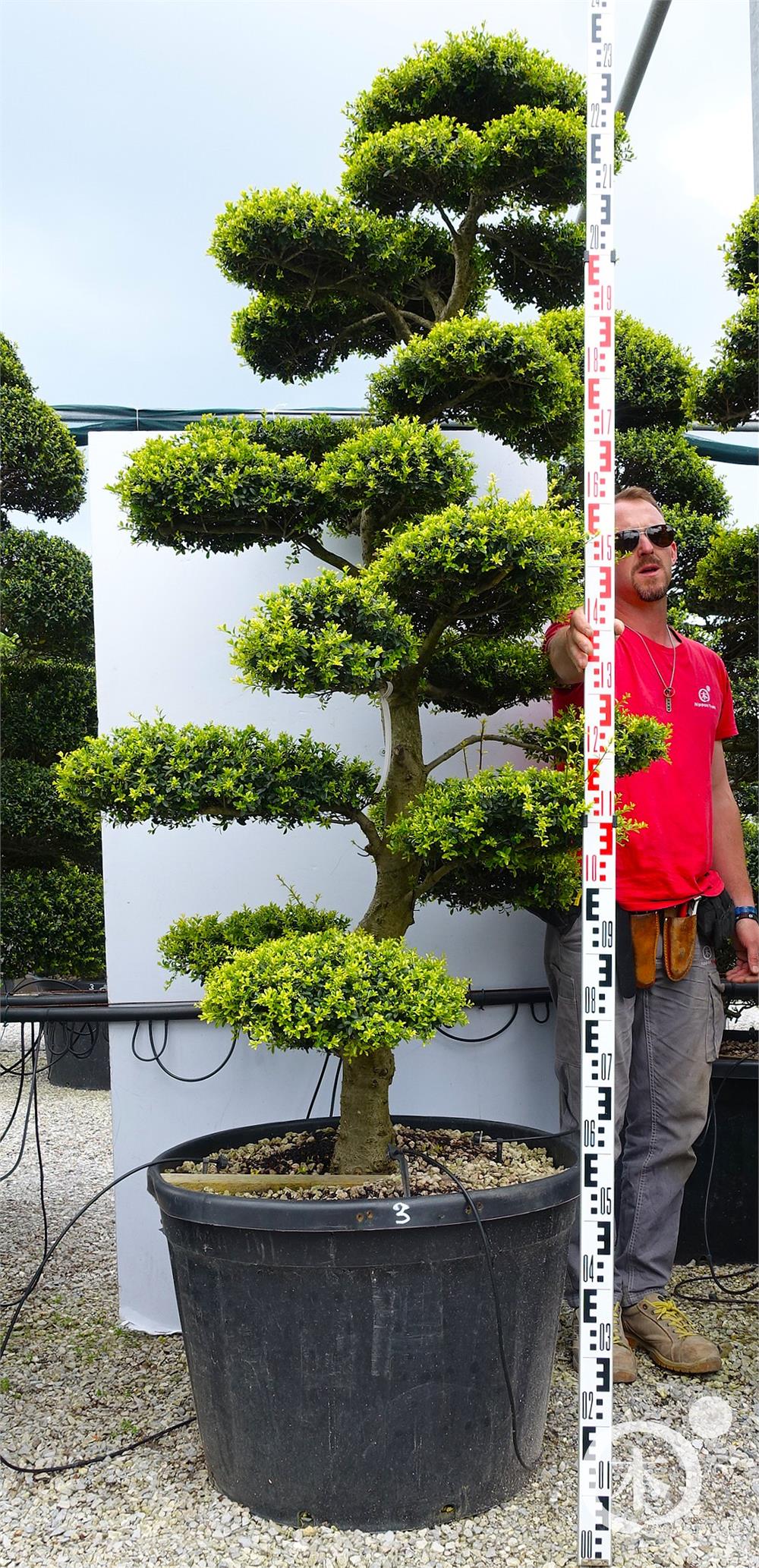 Ilex crenata Kinme' Bonsai