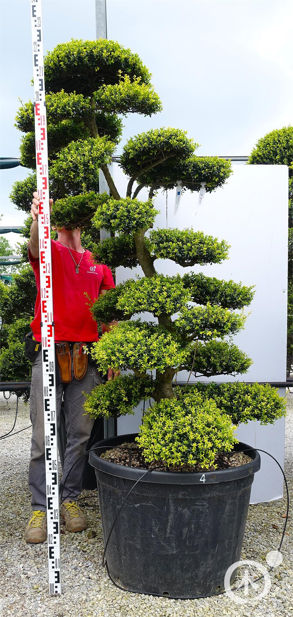 Ilex crenata Kinme' Bonsai