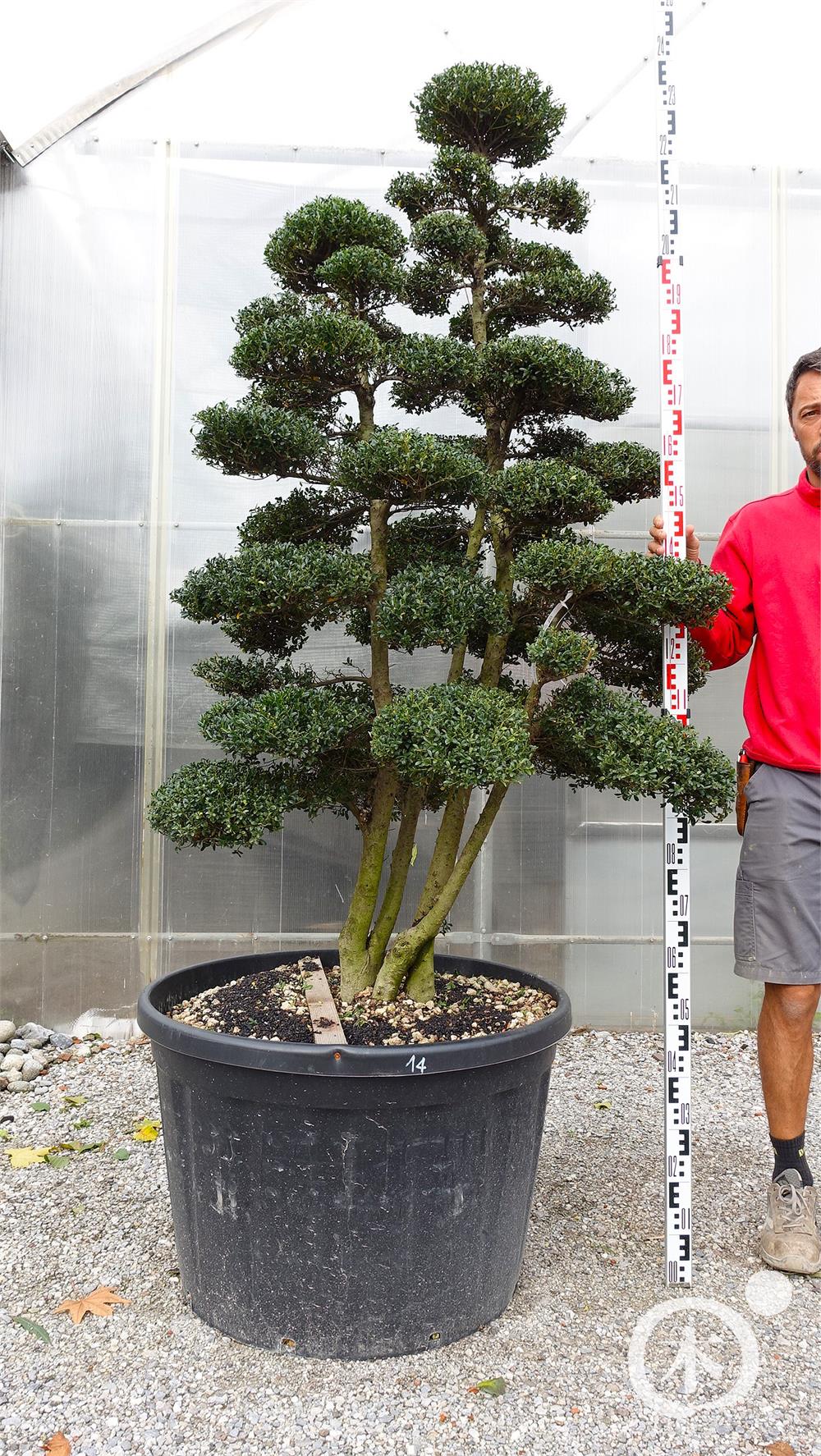 Ilex crenata Kinme' Bonsai