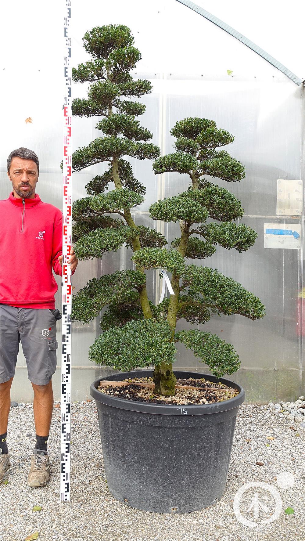 Ilex crenata Kinme' Bonsai