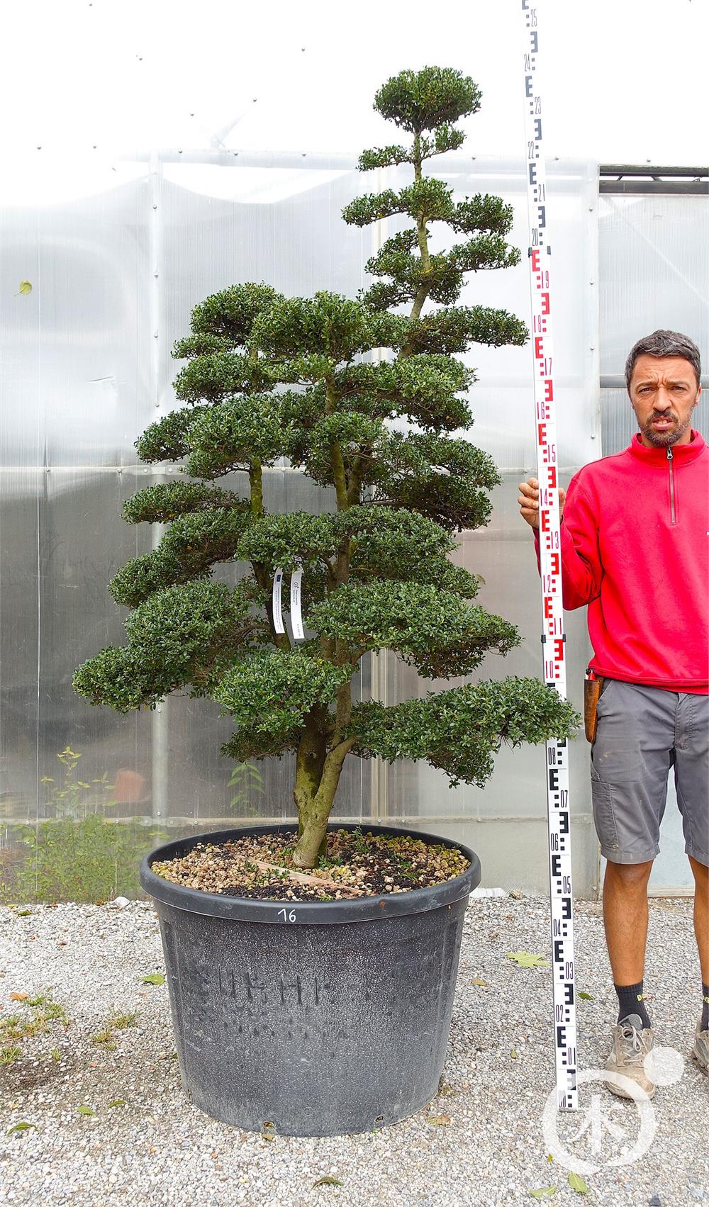 Ilex crenata Kinme' Bonsai
