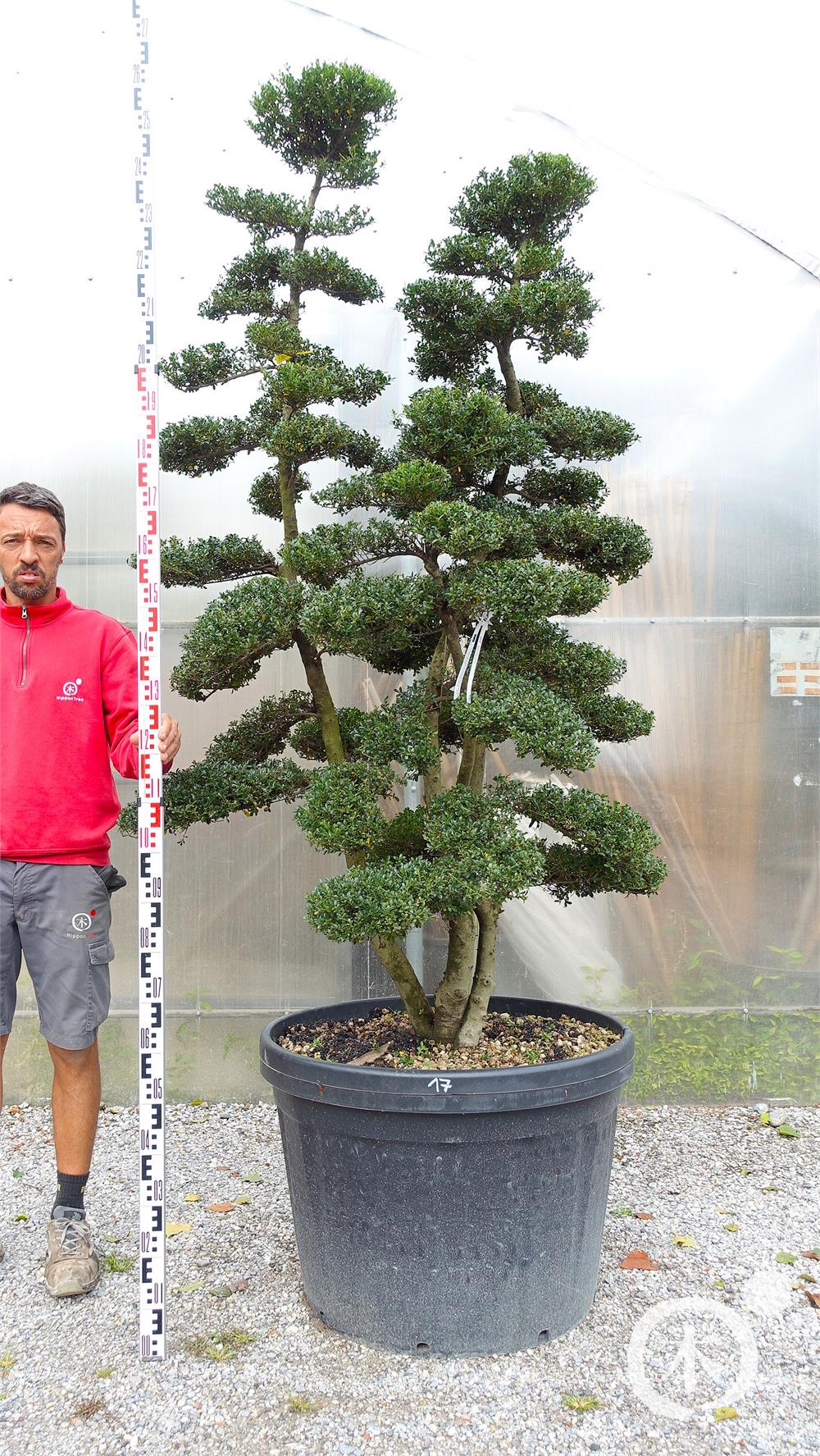 Ilex crenata Kinme' Bonsai