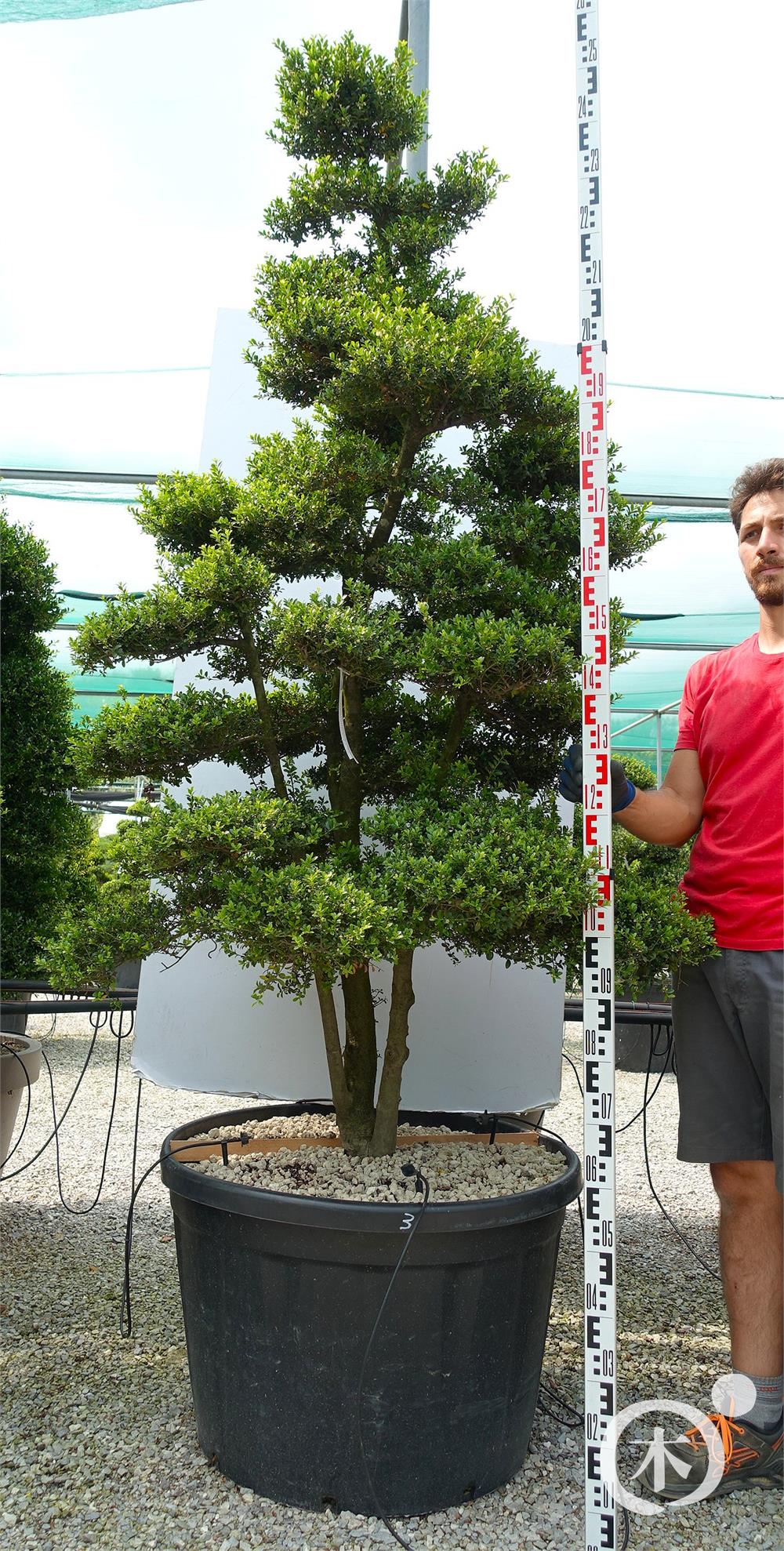 Ilex crenata Kinme' Bonsai