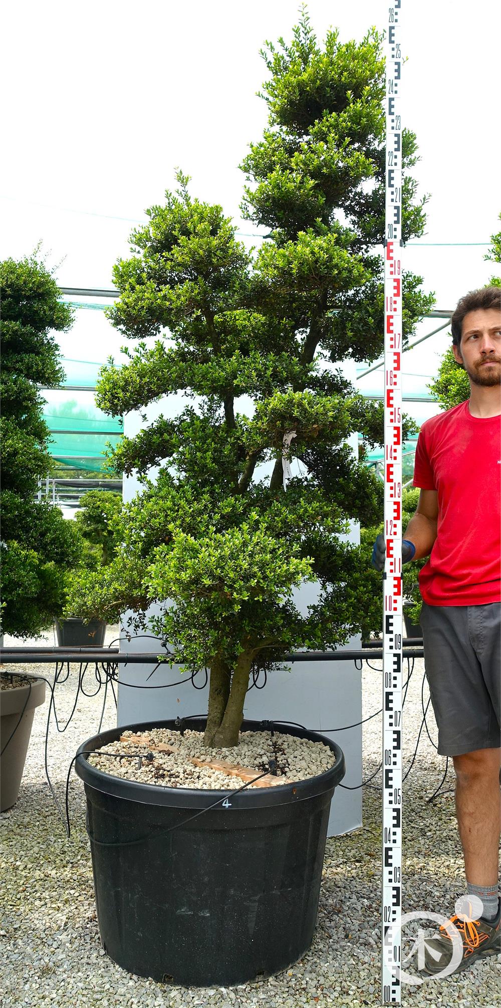 Ilex crenata Kinme' Bonsai