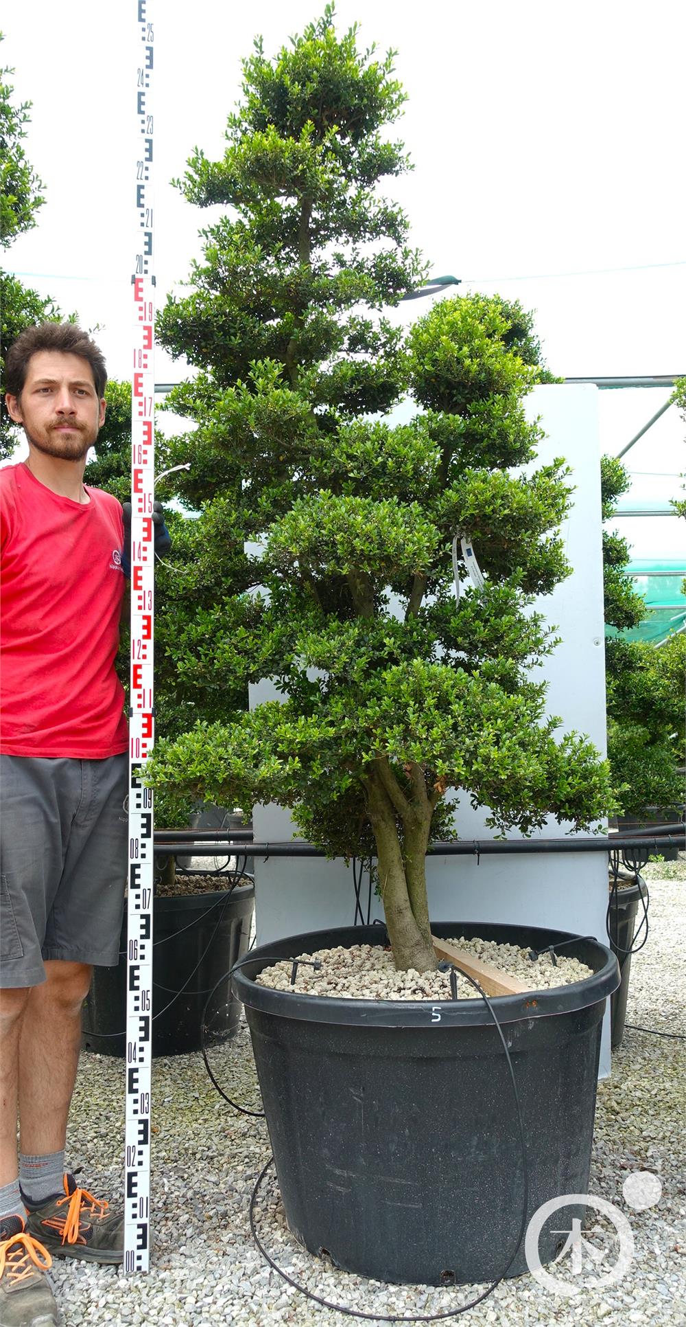 Ilex crenata Kinme' Bonsai