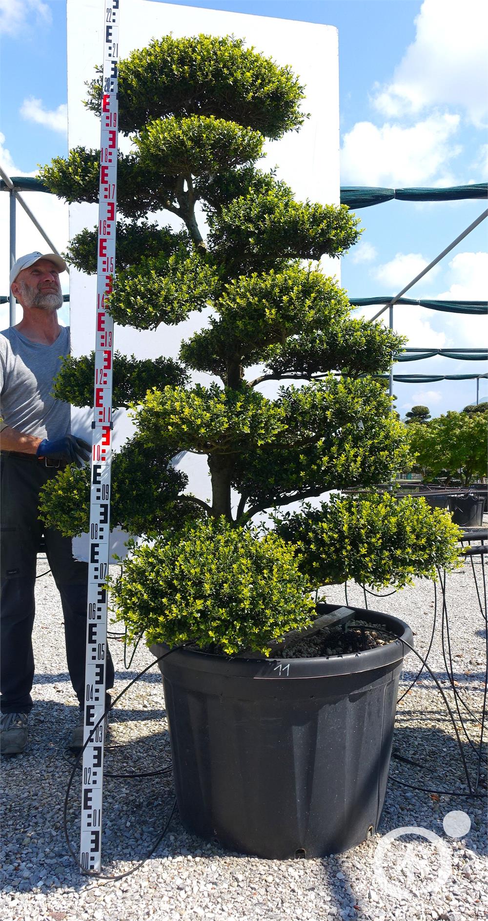 Ilex crenata Kinme' Bonsai