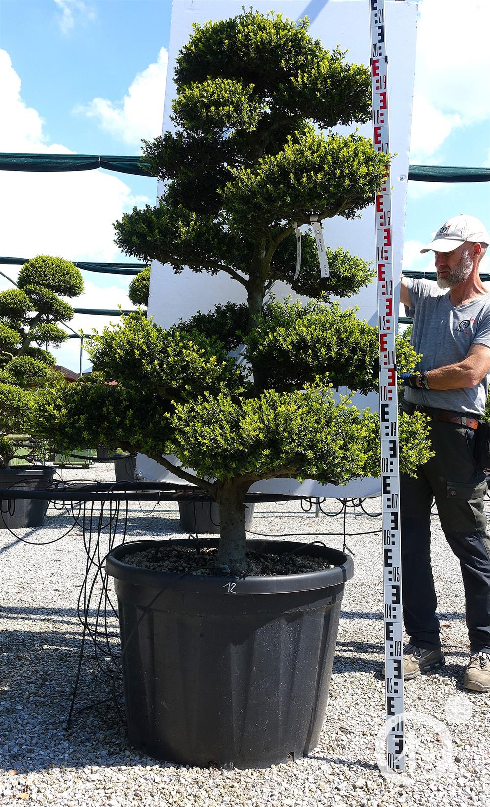 Ilex crenata Kinme' Bonsai