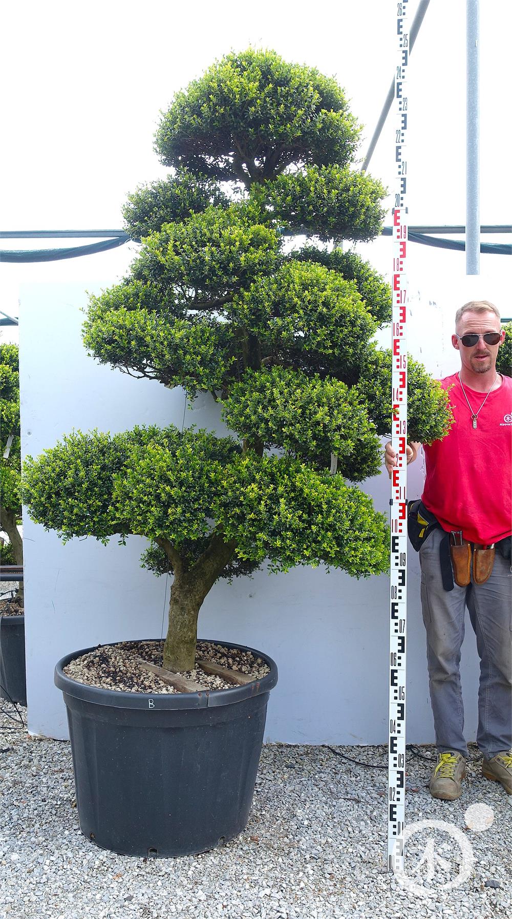 Ilex crenata Kinme' Bonsai