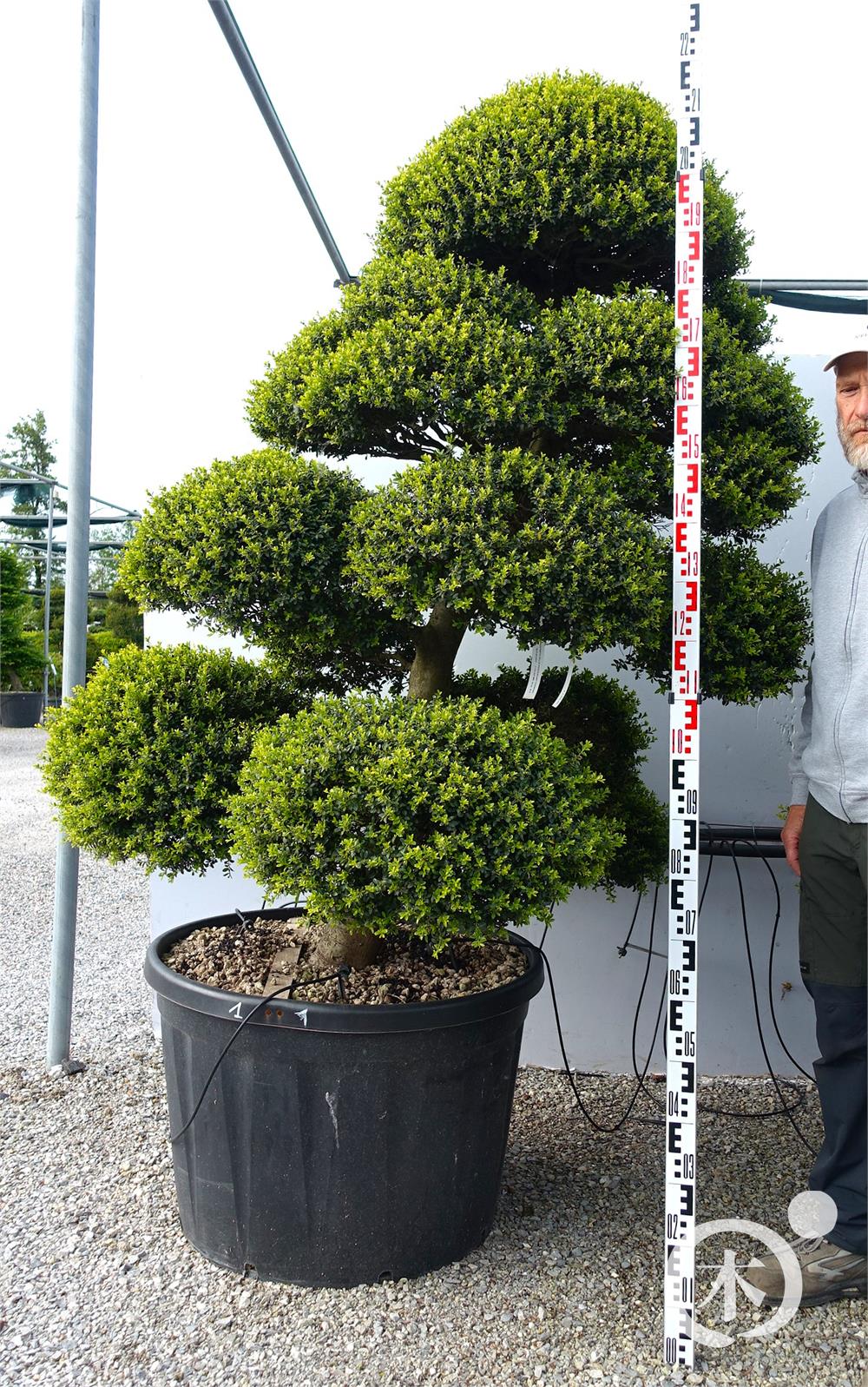 Ilex crenata Kinme' Bonsai