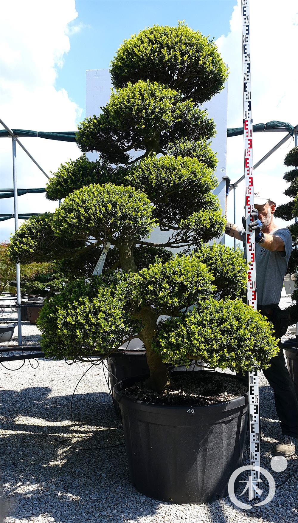 Ilex crenata Kinme' Bonsai