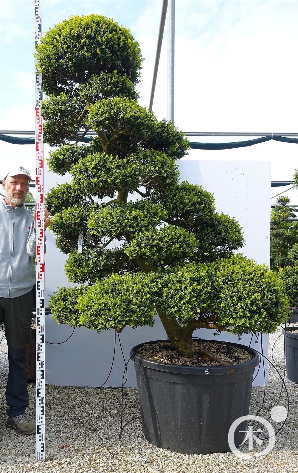 Ilex crenata Kinme' Bonsai