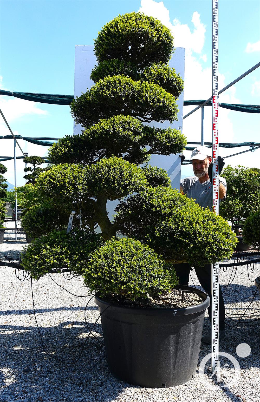 Ilex crenata Kinme' Bonsai