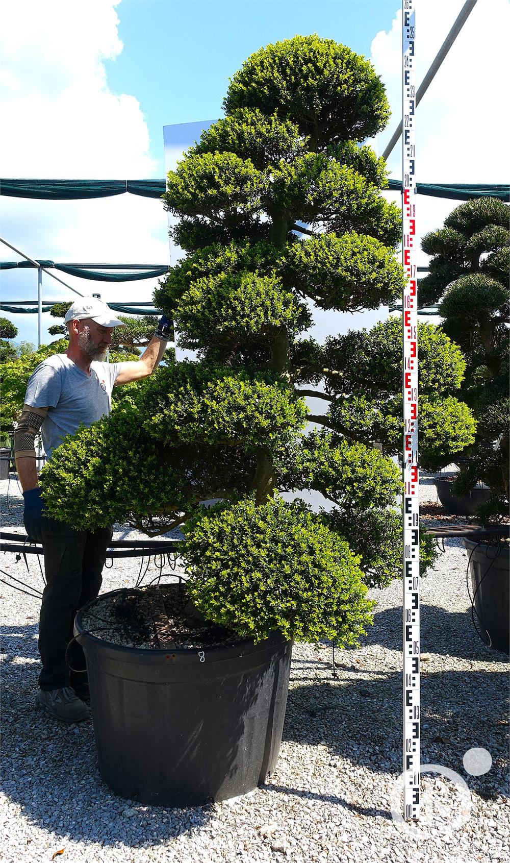 Ilex crenata Kinme' Bonsai