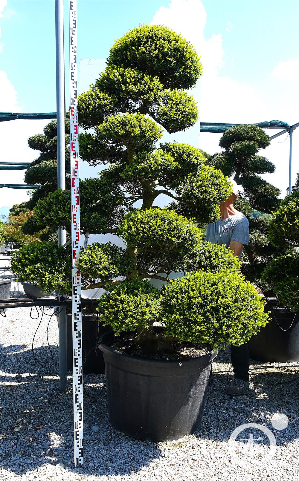 Ilex crenata Kinme' Bonsai
