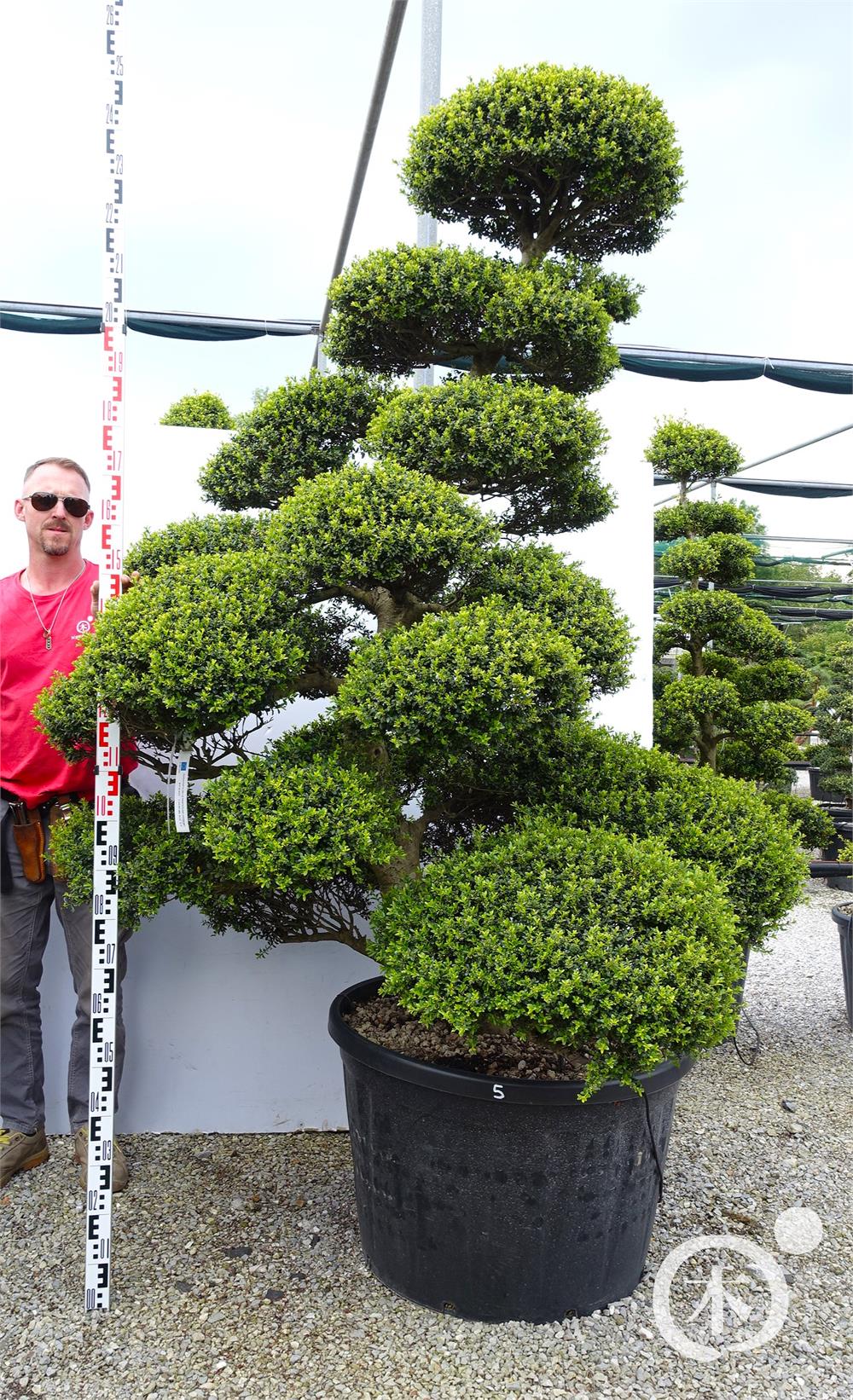 Ilex crenata Kinme' Bonsai