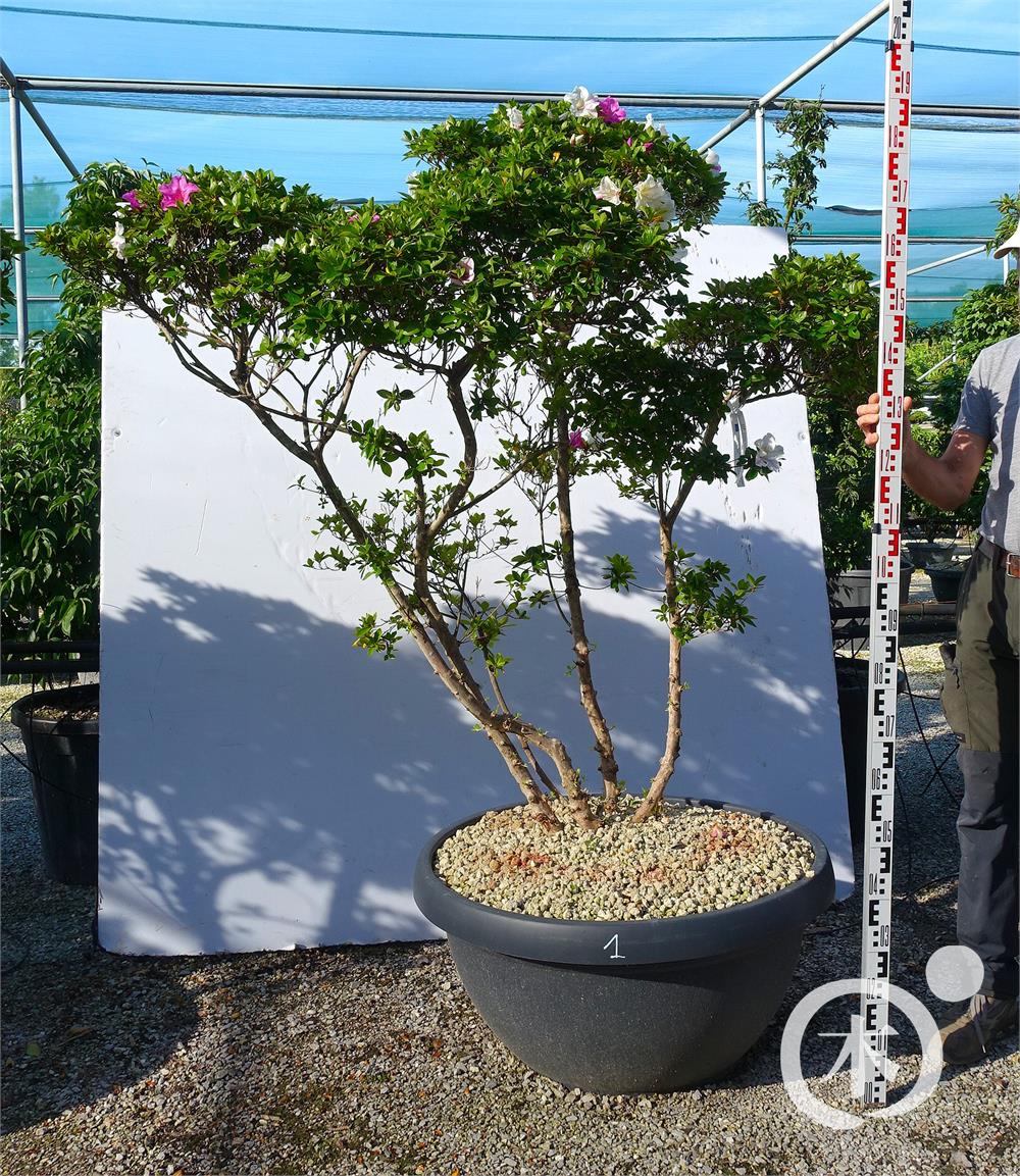 Rhododendron indicum