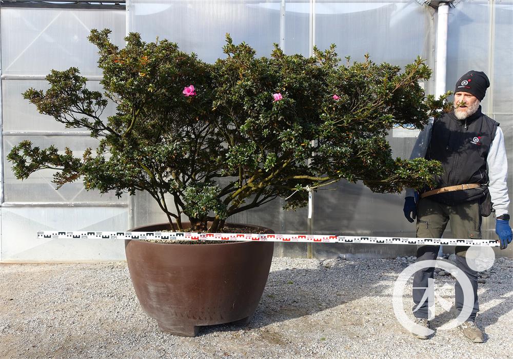 Rhododendron indicum