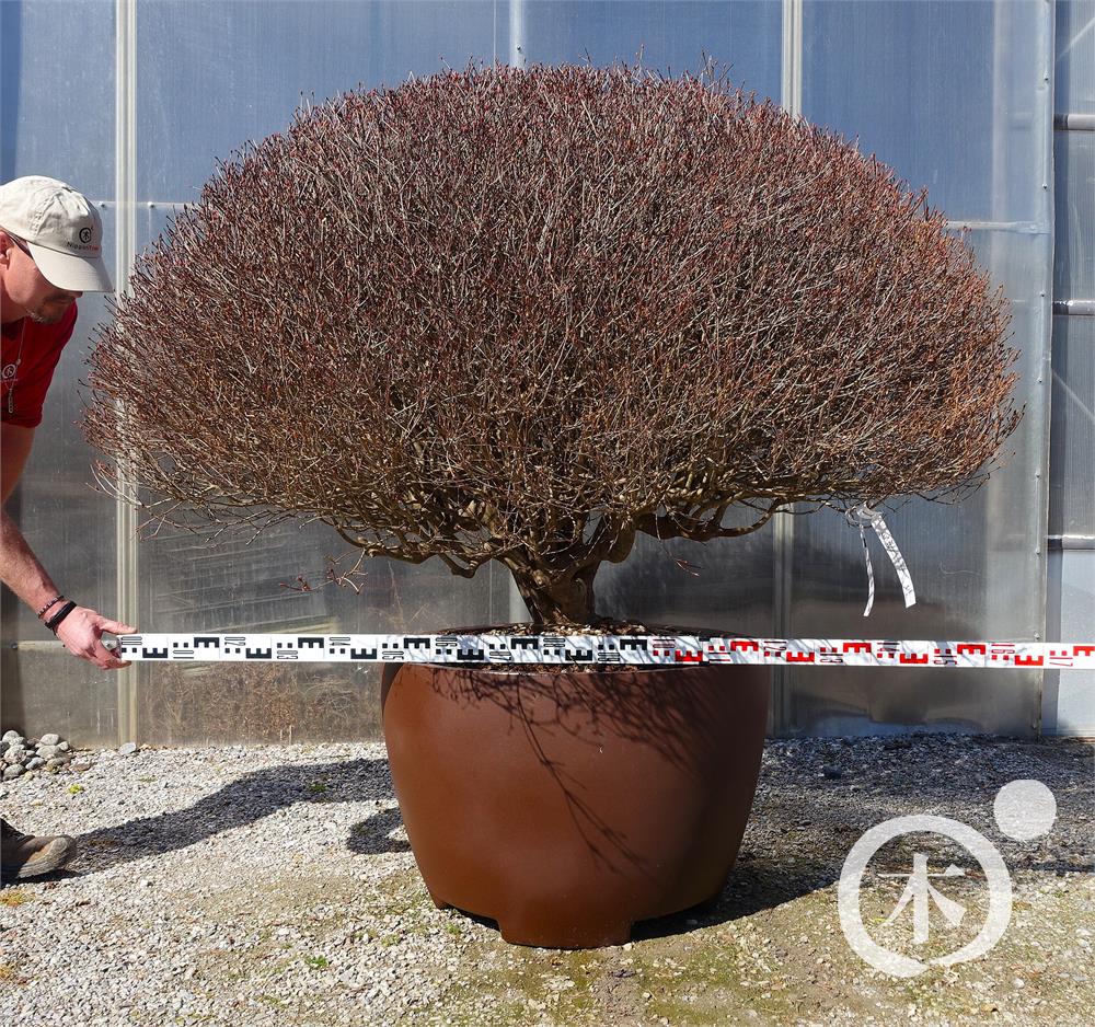 Enkianthus perulatus Bonsai