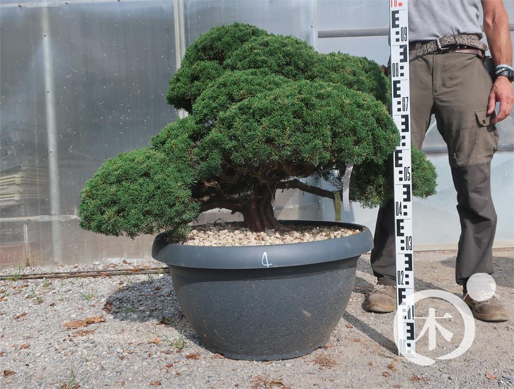 Juniperus chinensis Bonsai