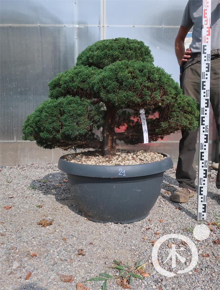 Juniperus chinensis Bonsai