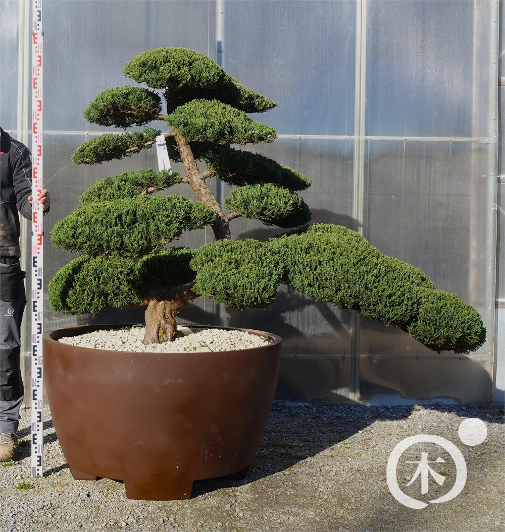 Juniperus chinensis Bonsai