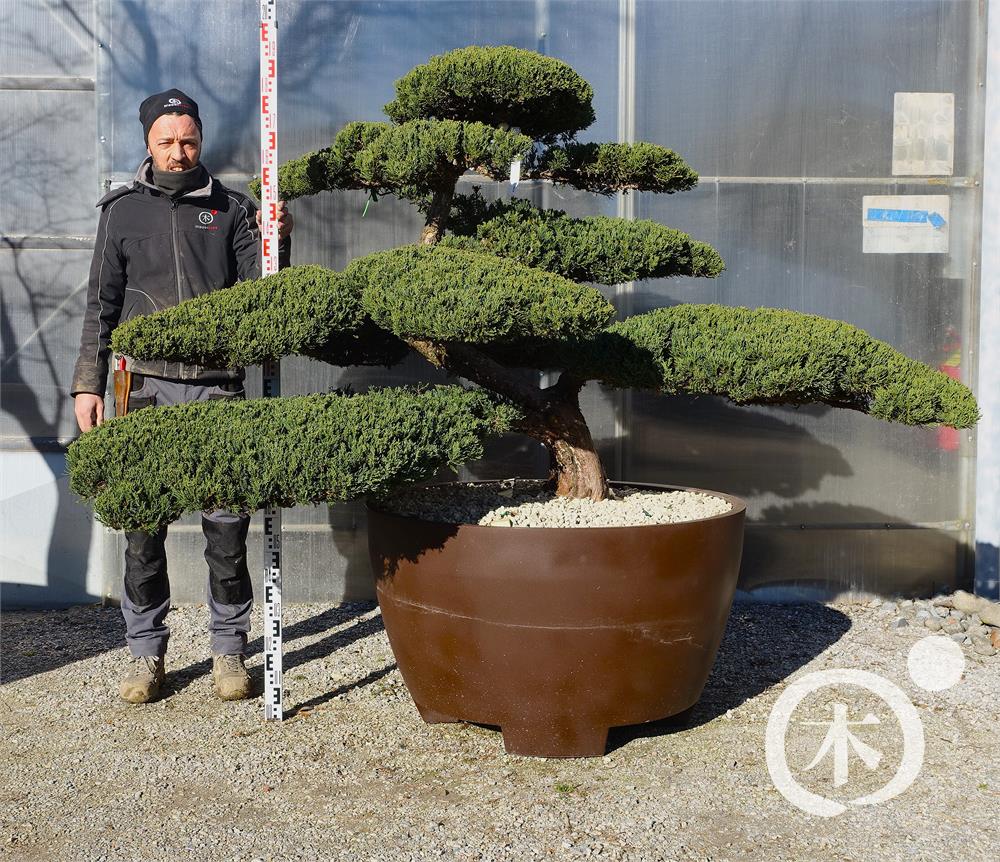 Juniperus chinensis Bonsai