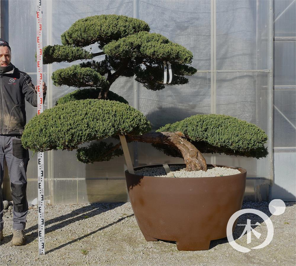 Juniperus chinensis Bonsai