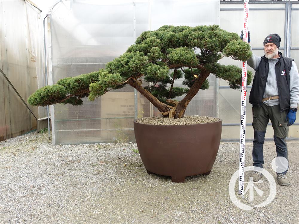 Juniperus chinensis Bonsai