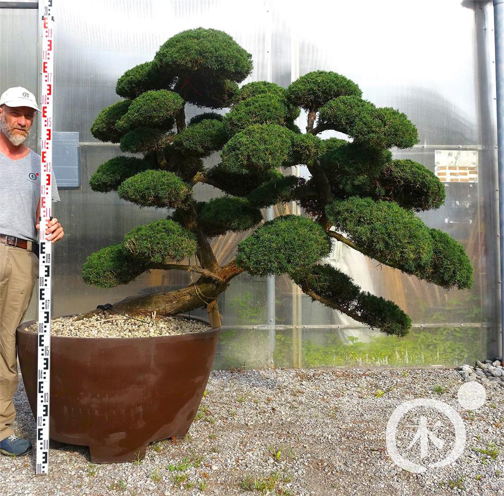 Juniperus chinensis Bonsai