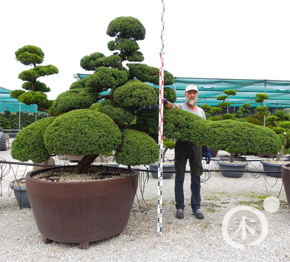 Juniperus chinensis Bonsai