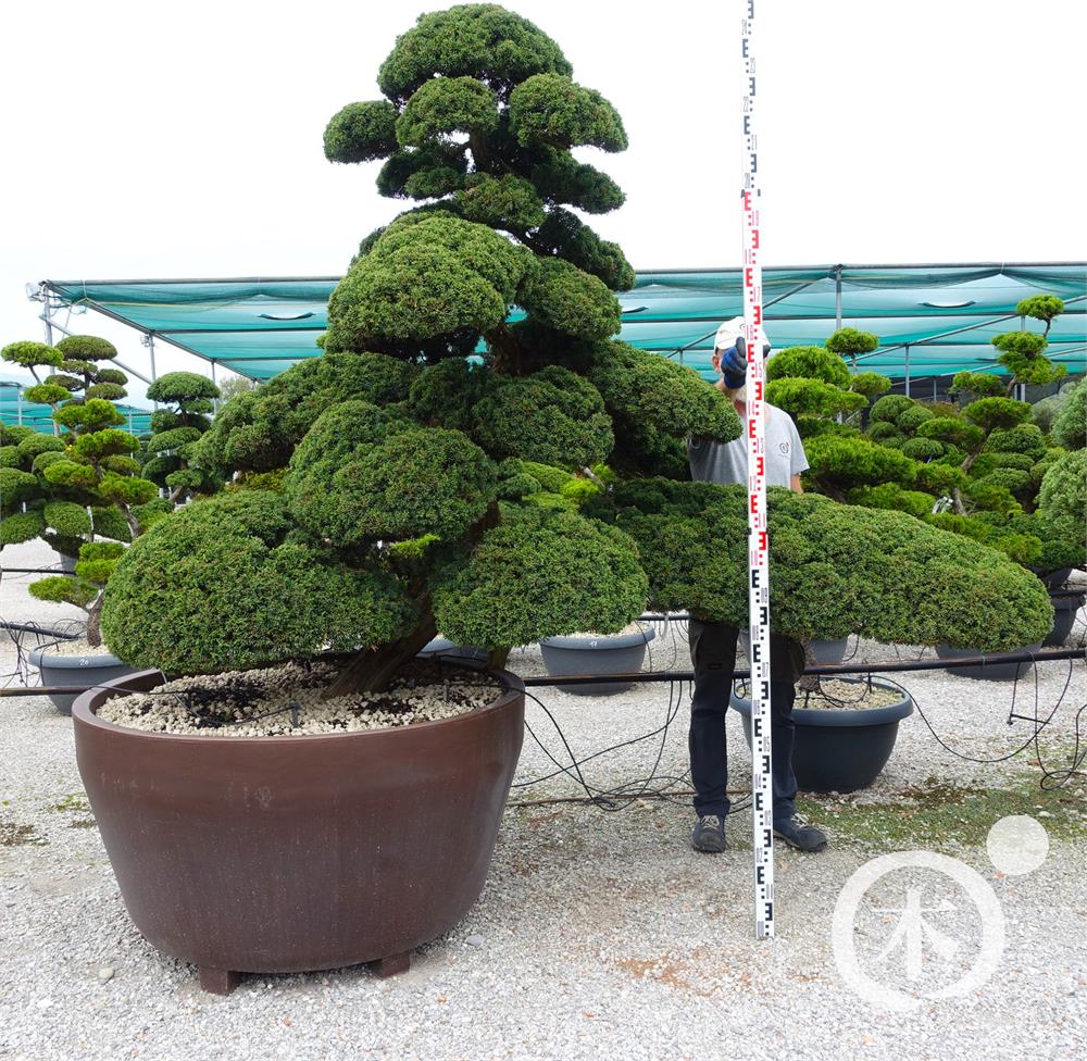 Juniperus chinensis Bonsai