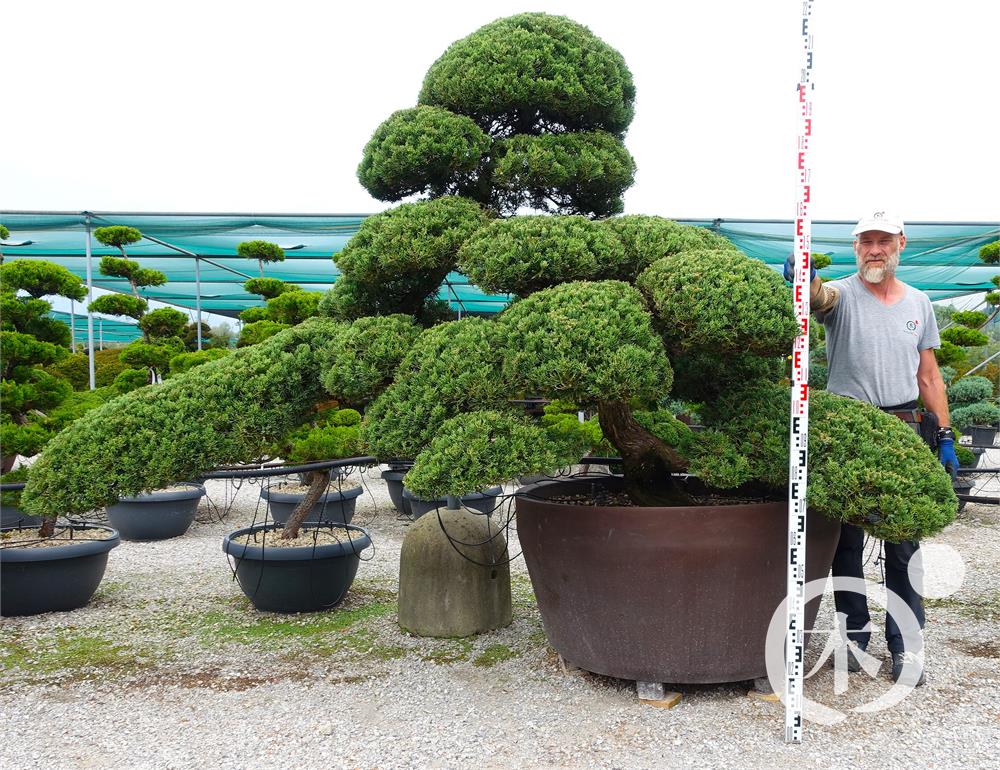 Juniperus chinensis Bonsai