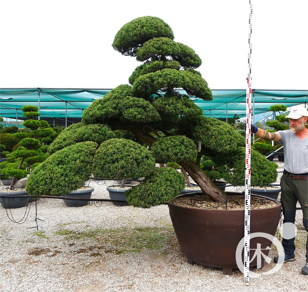 Juniperus chinensis Bonsai