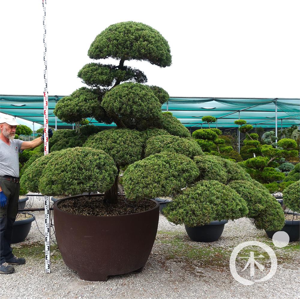 Juniperus chinensis Bonsai