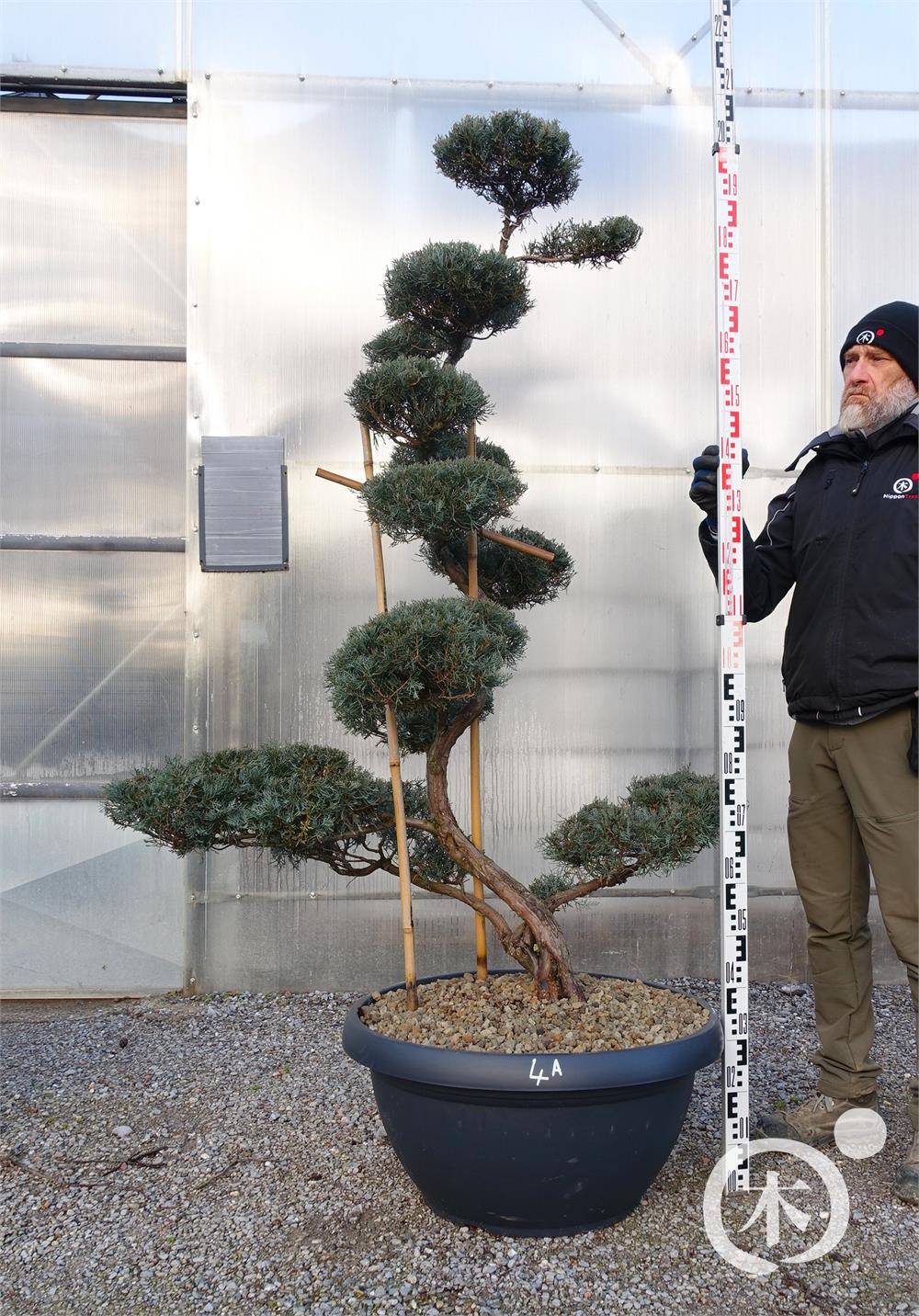 Juniperus chinensis Bonsai