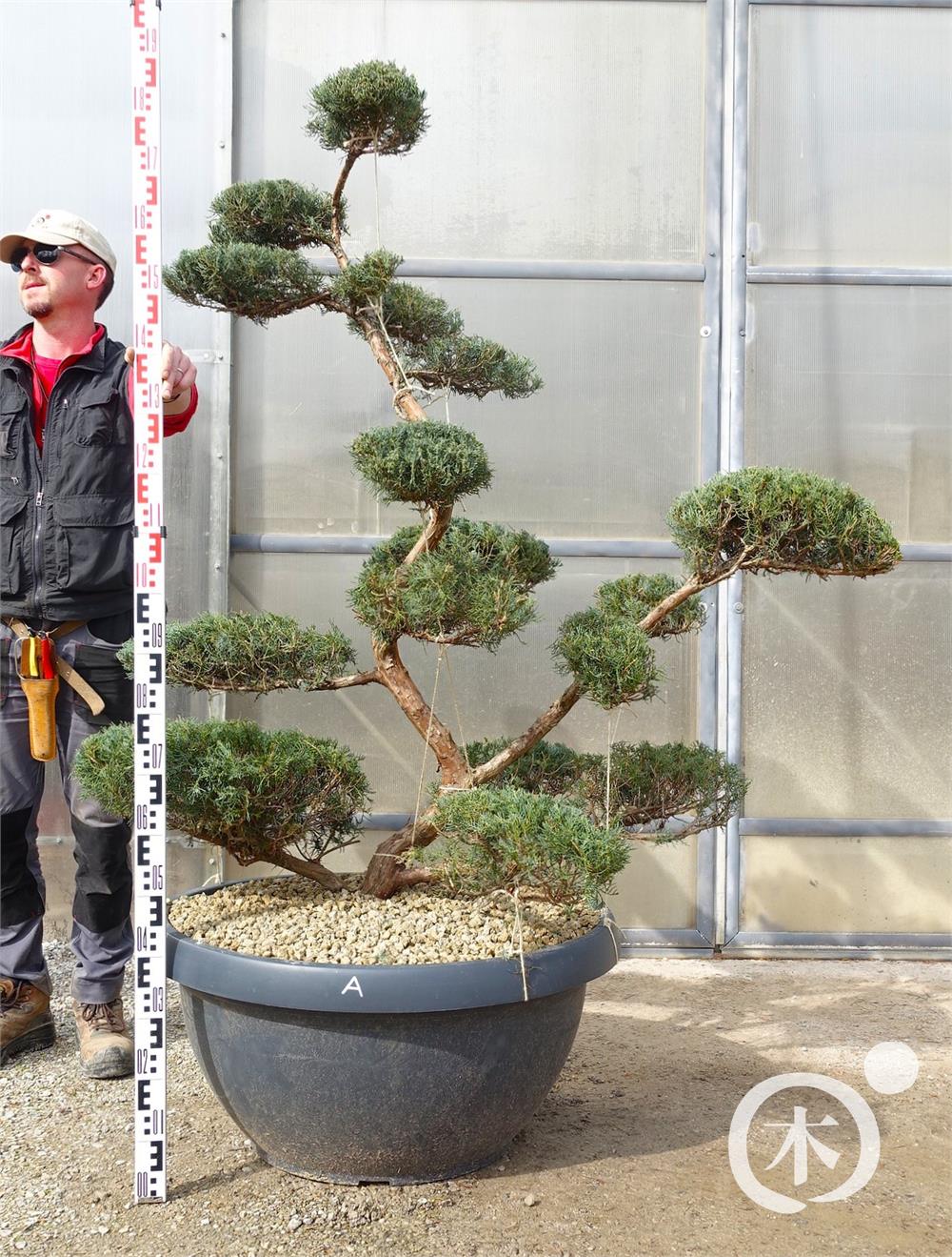Juniperus chinensis Bonsai