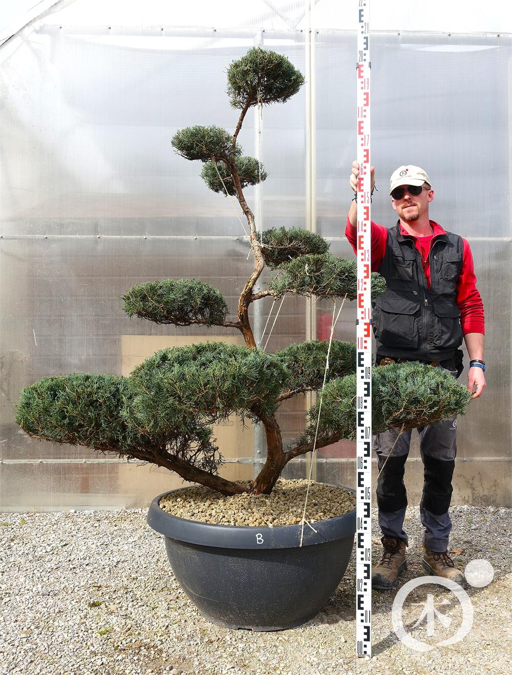 Juniperus chinensis Bonsai