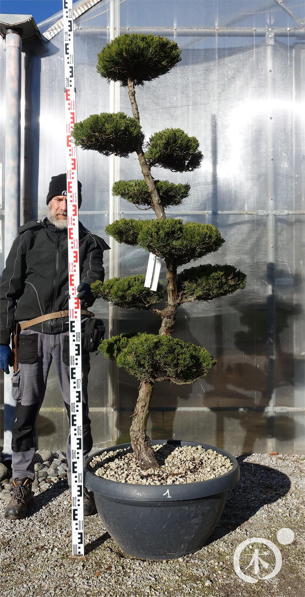 Juniperus chinensis Bonsai