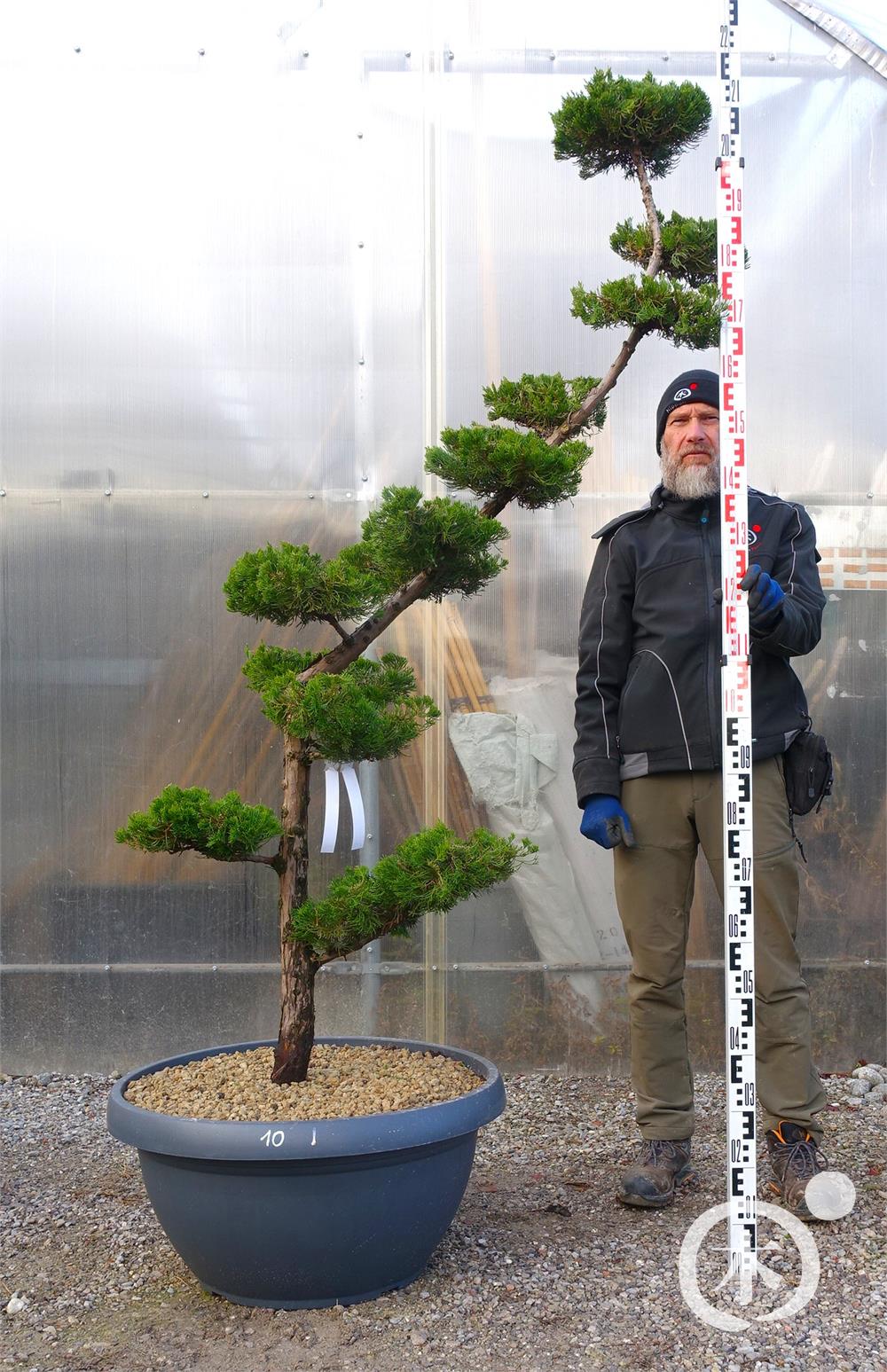 Juniperus chinensis Bonsai