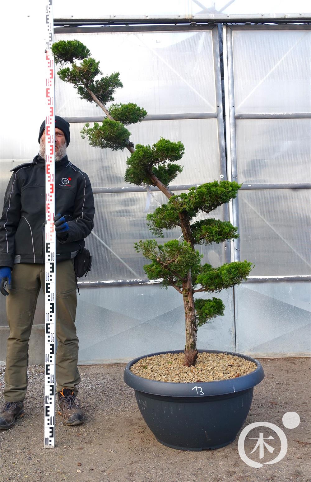Juniperus chinensis Bonsai