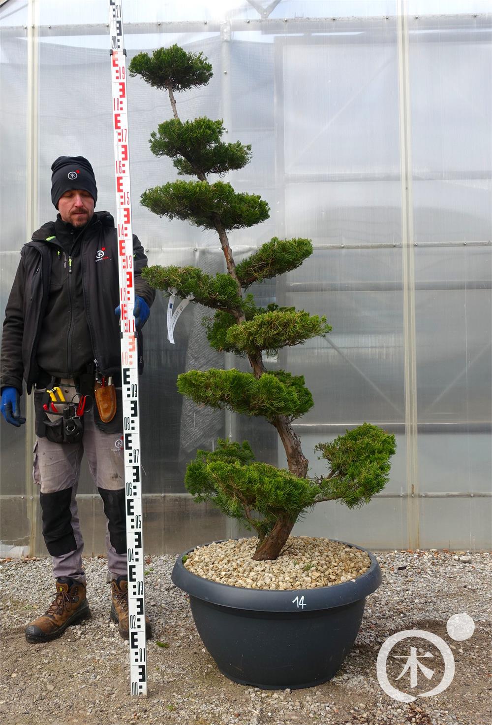 Juniperus chinensis Bonsai