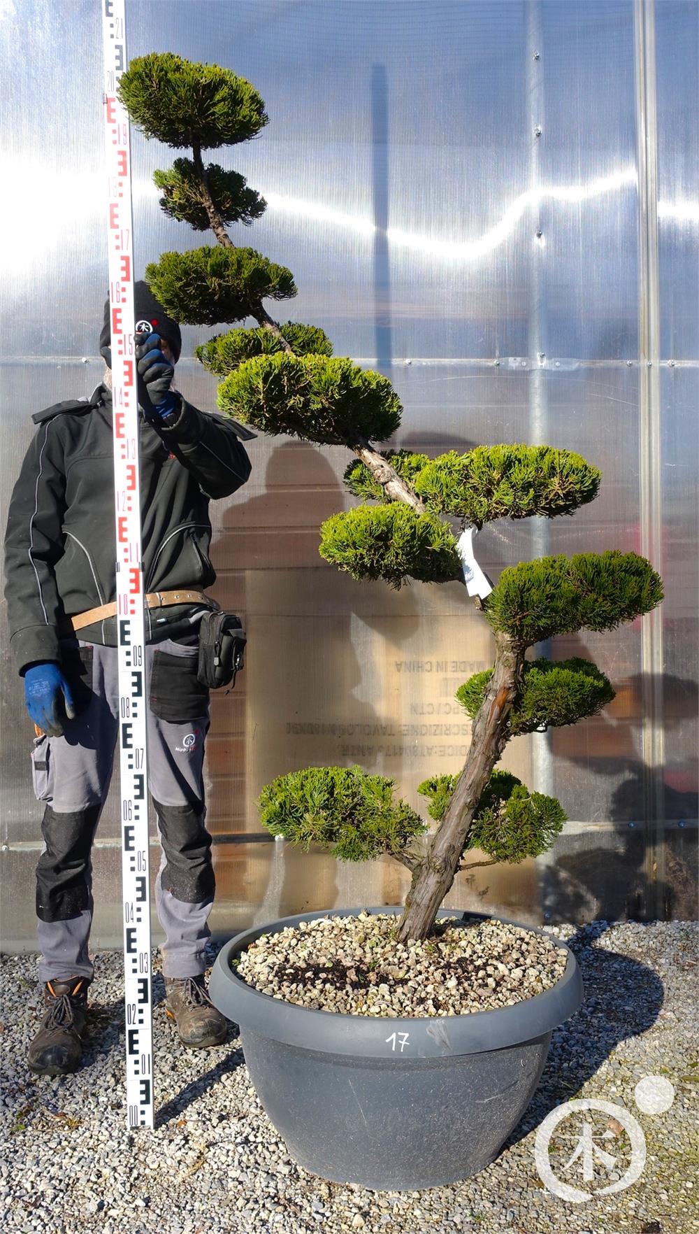 Juniperus chinensis Bonsai