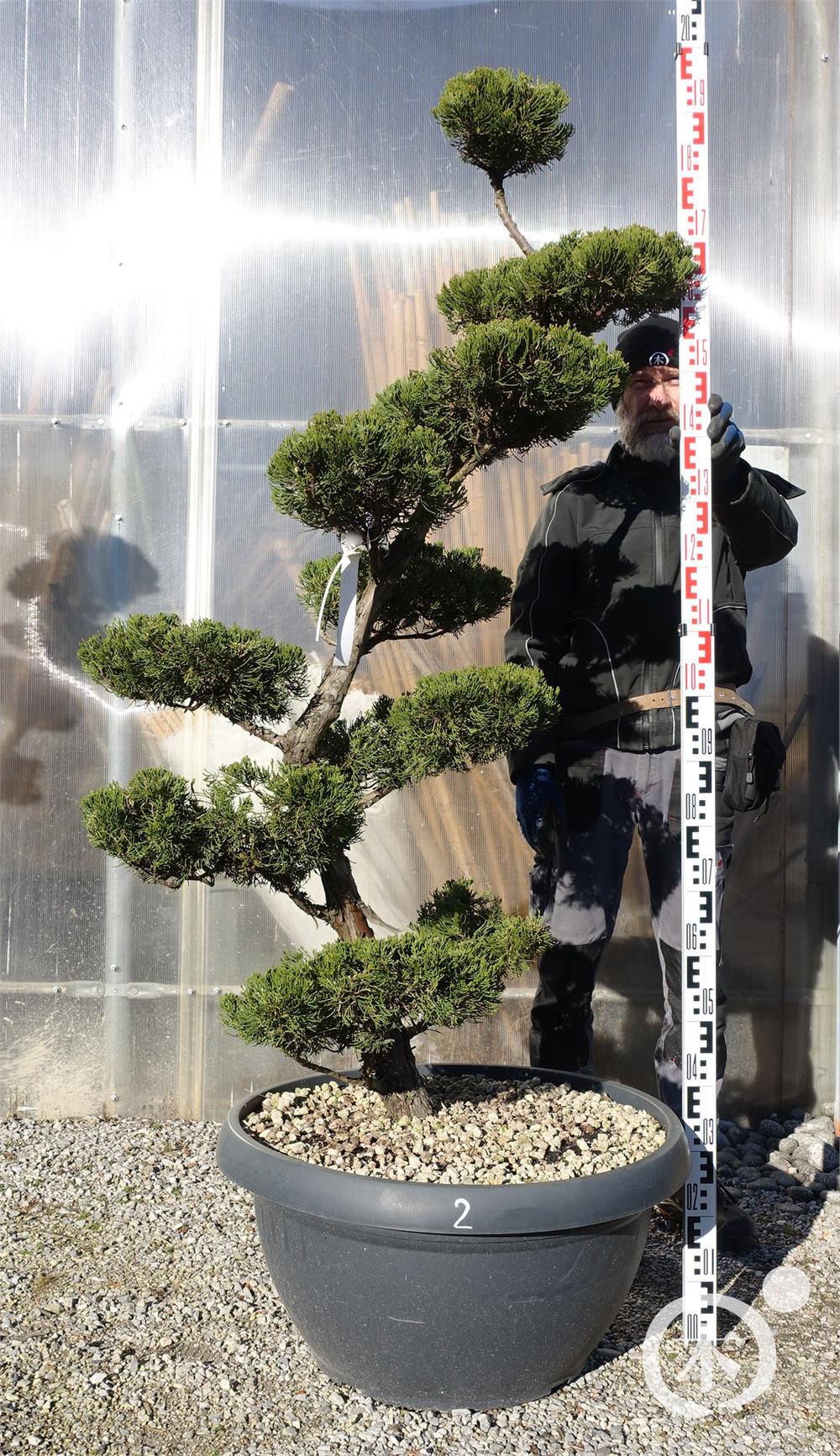 Juniperus chinensis Bonsai