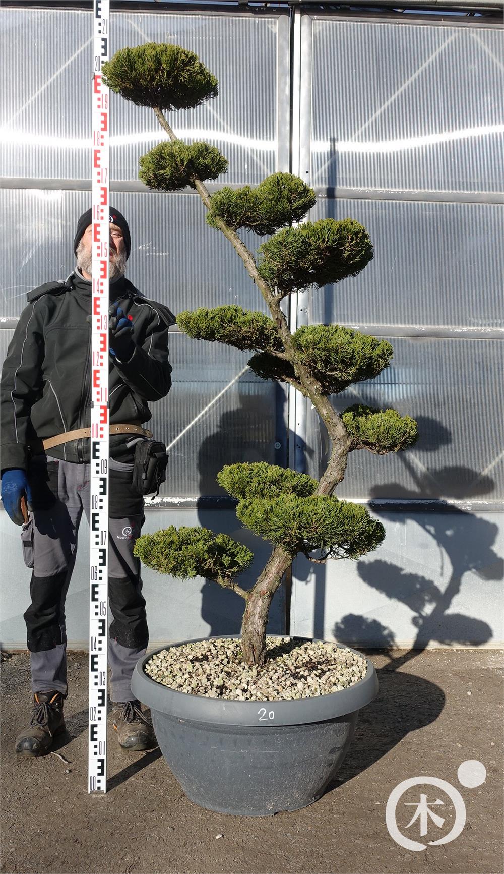 Juniperus chinensis Bonsai